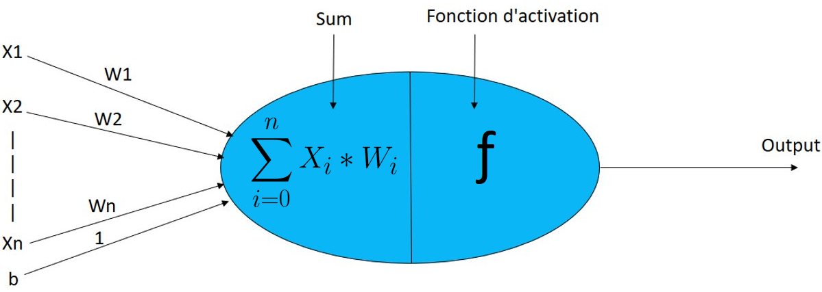 foncionnement neurone